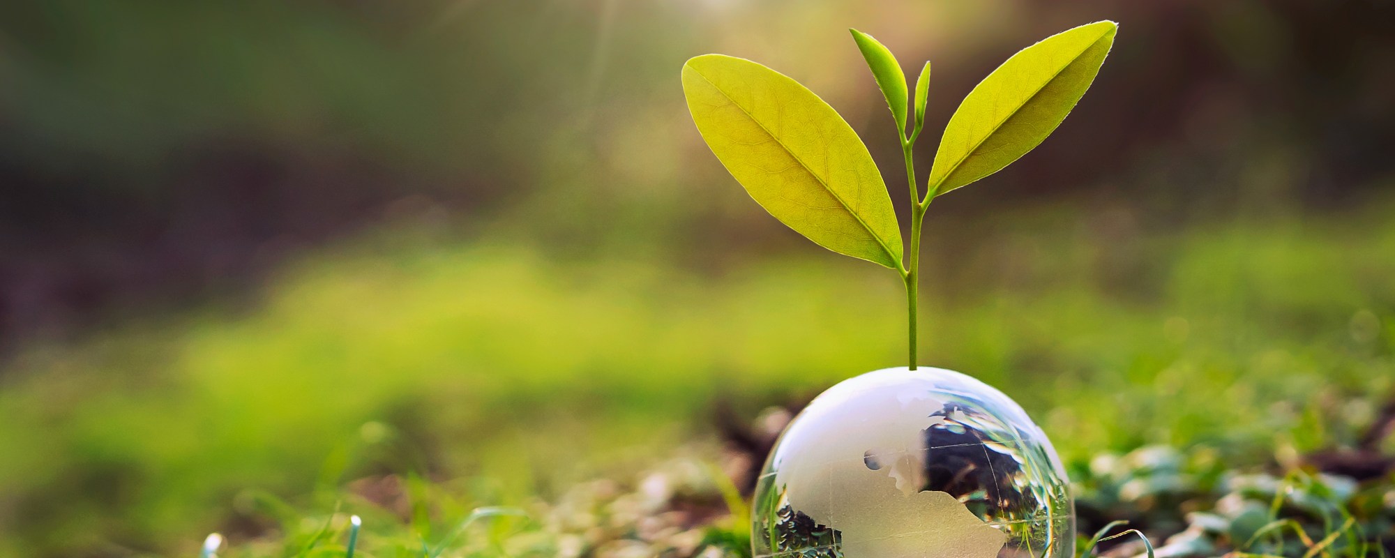 台化環保舒適底 Formosa Greenback