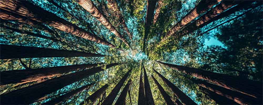 FSC國際森林管理委員會